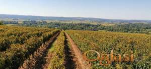 Prodajem grožđe (Burgundac, Merlo, Kaberne)